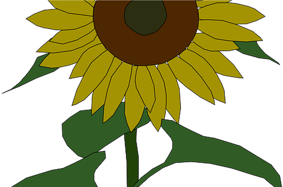 a sunflower with green leaves