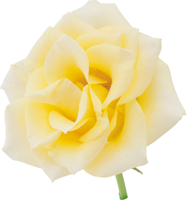 a single yellow rose on a white background