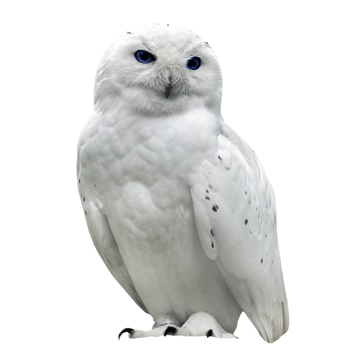 a white owl sitting on top of a table