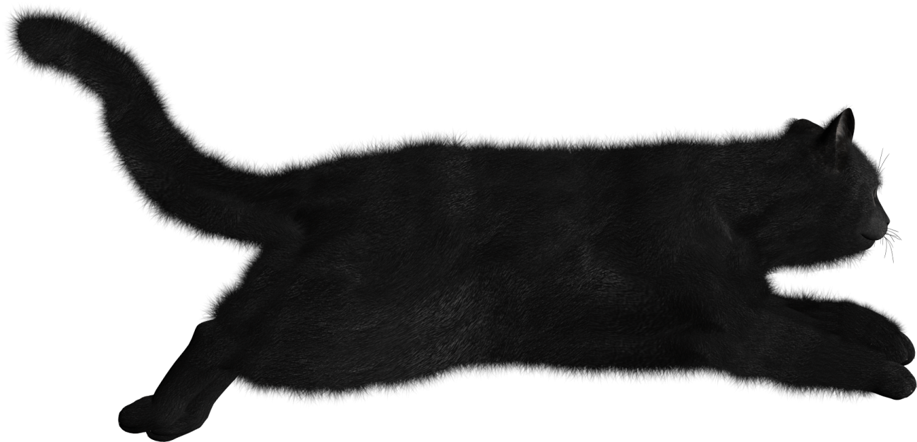 a black cat is laying down on its back