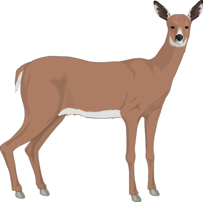 a deer standing in front of a white background
