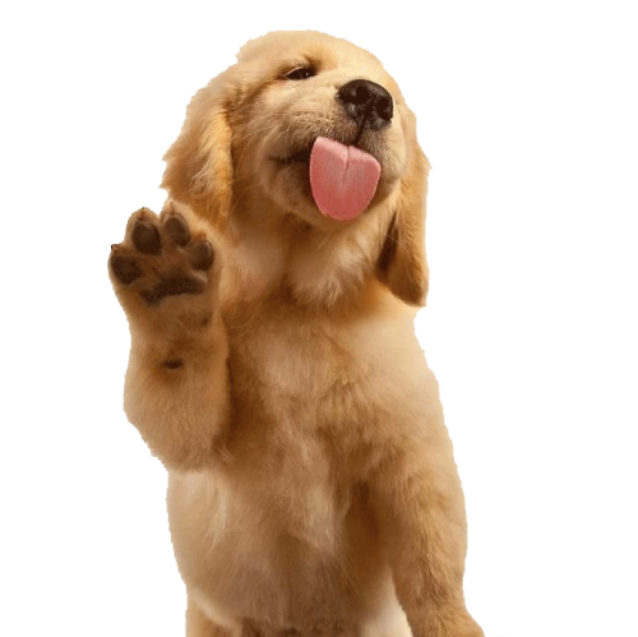 a small dog with its tongue sticking out