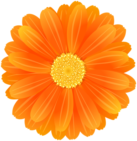 an orange flower with yellow centers