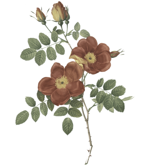 a drawing of a flower on a white background