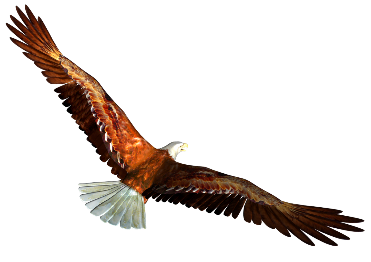 an eagle flying in the air with its wings spread