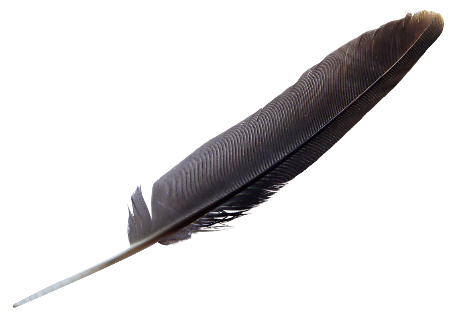 a black feather on a white background