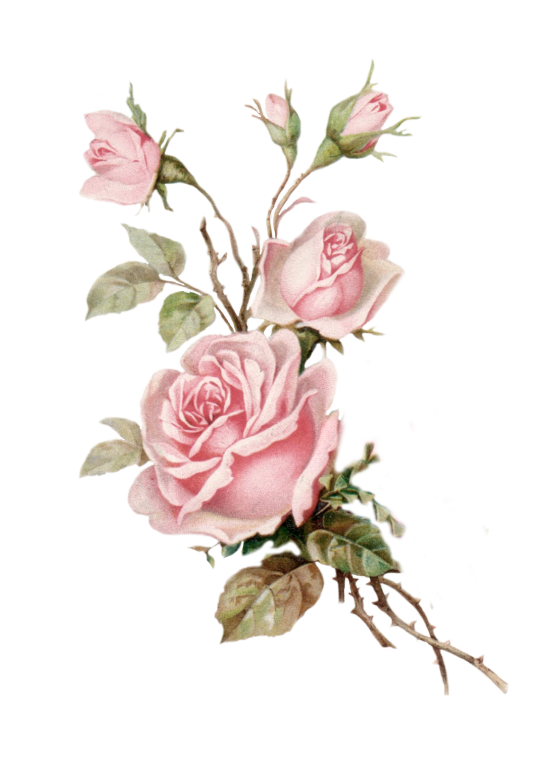 a painting of pink roses on a white background