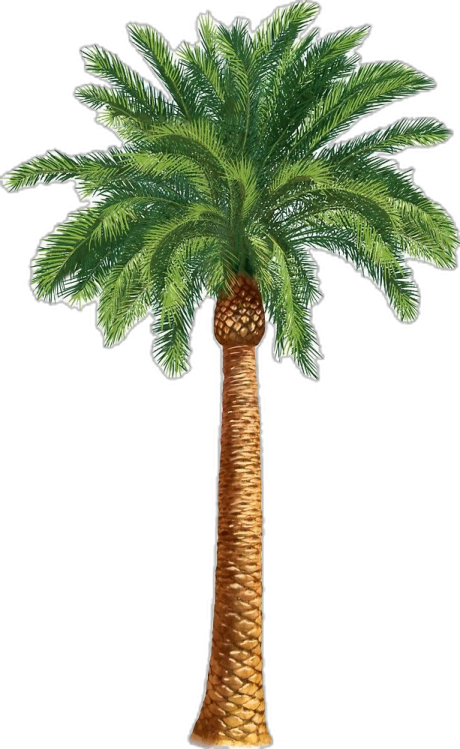 a palm tree on a white background