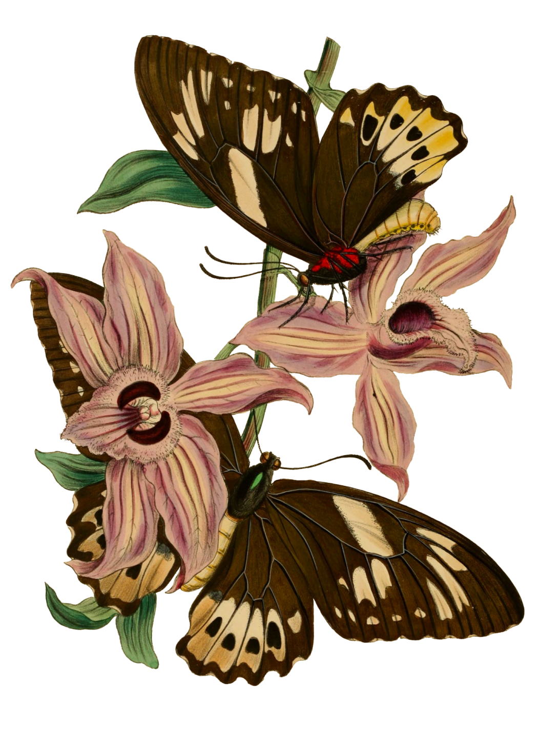 two butterflies sitting on top of a flower