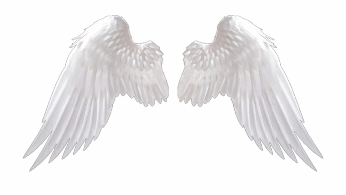 two white wings on a white background