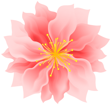 a white flower with yellow centers