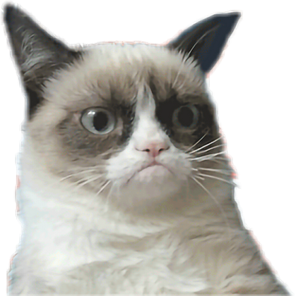the cat is looking at the camera
