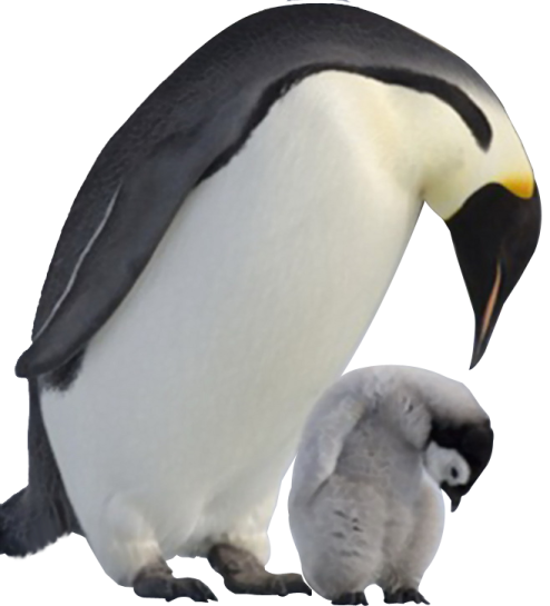 a baby penguin and its mother