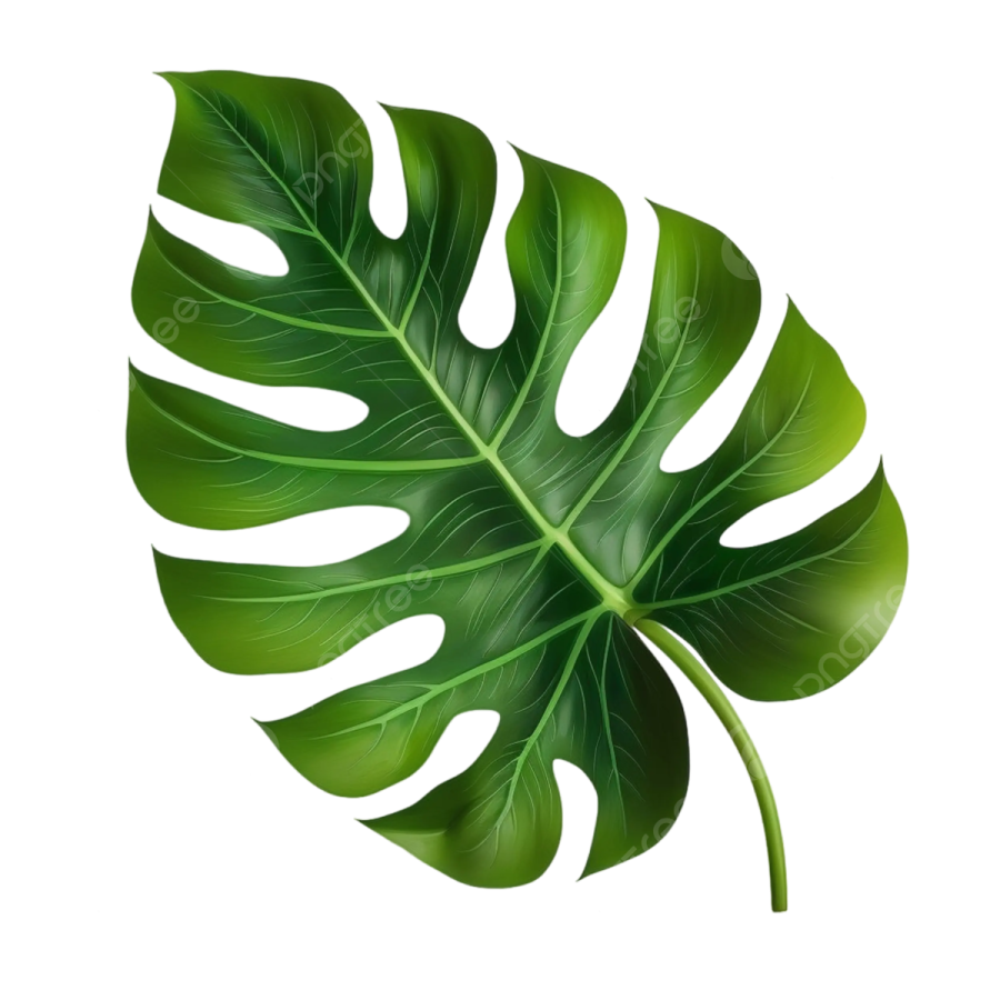 a green leaf on a white background