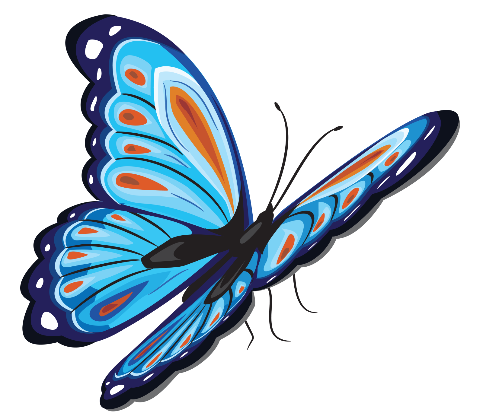 a blue butterfly on a white background