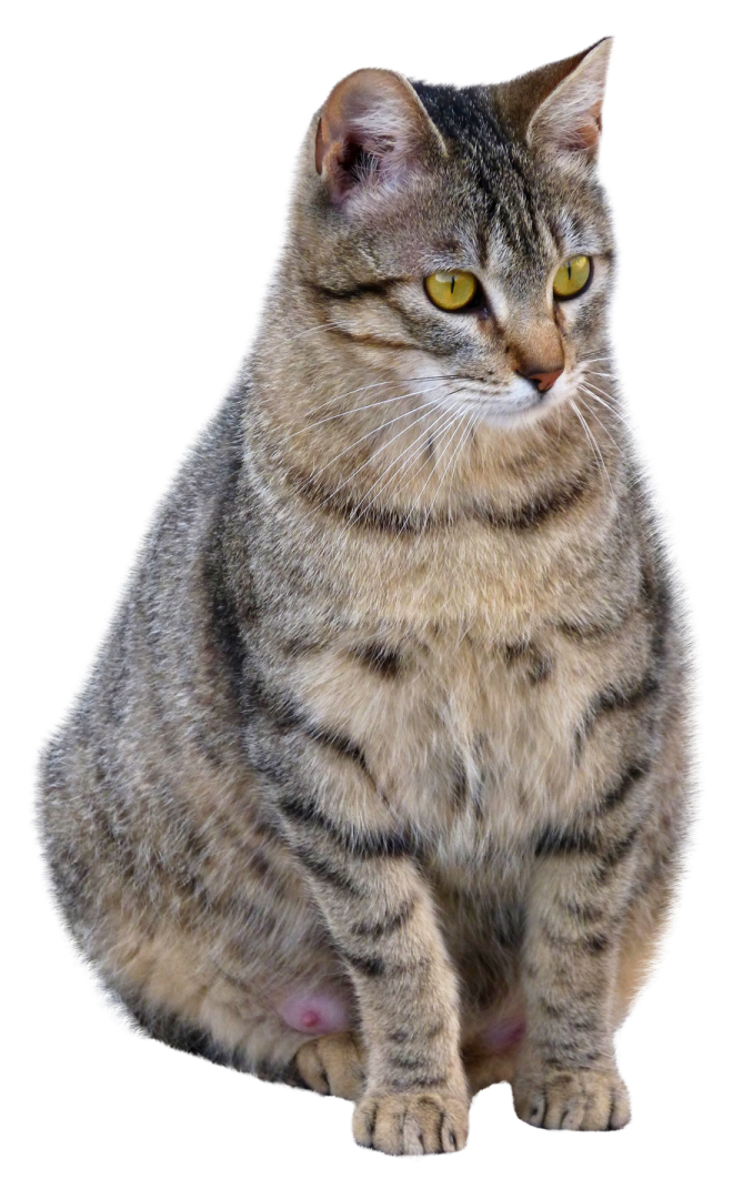 a gray and black cat with yellow eyes