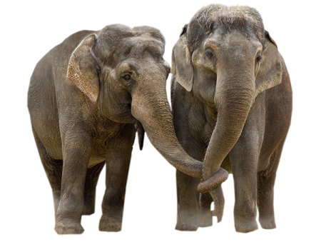 two elephants standing next to each other elephants
