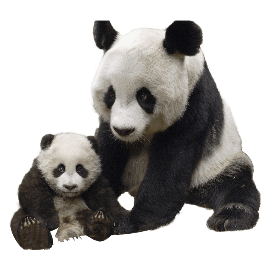 a black and white panda bear
