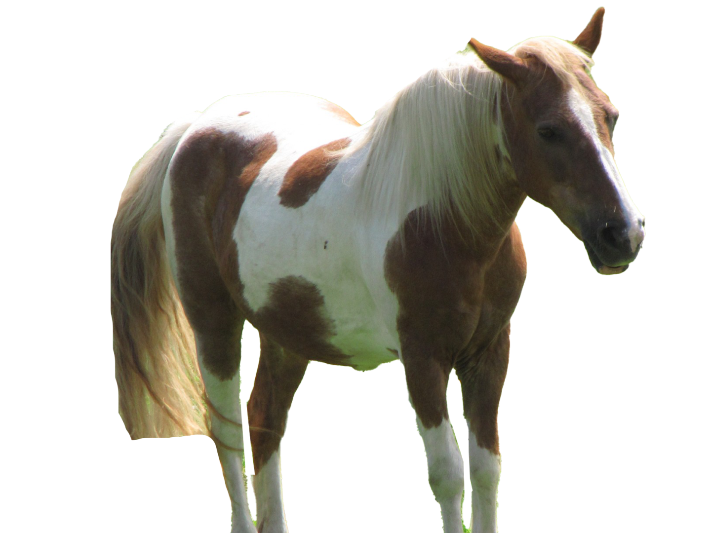 a brown and white horse standing in the grass