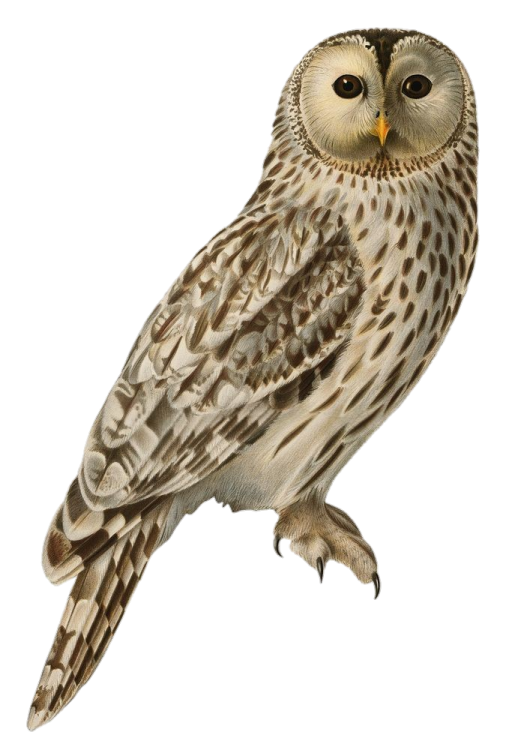 a brown and white owl sitting on top of a branch
