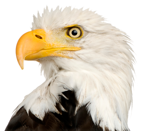 the head of a bald eagle