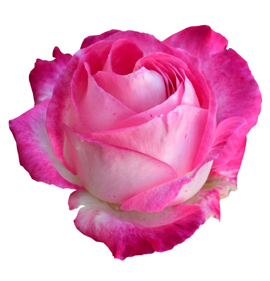 a pink rose on a white background