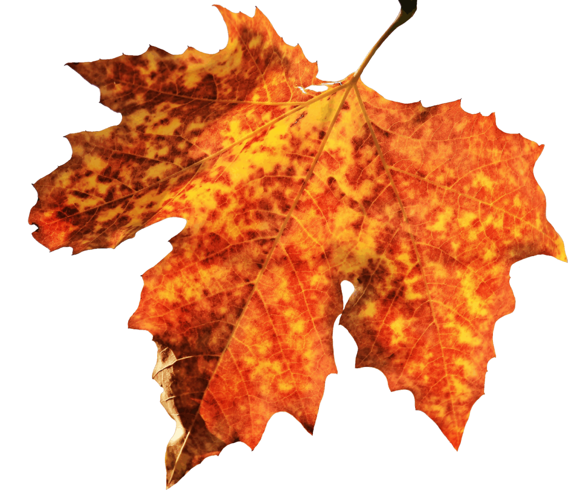 a close up of a leaf on a white background