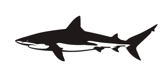 a black and white shark silhouette on a white background