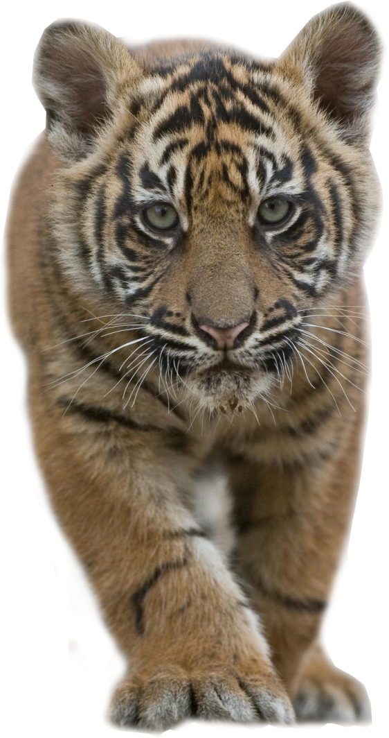 a small tiger cub is looking at the camera