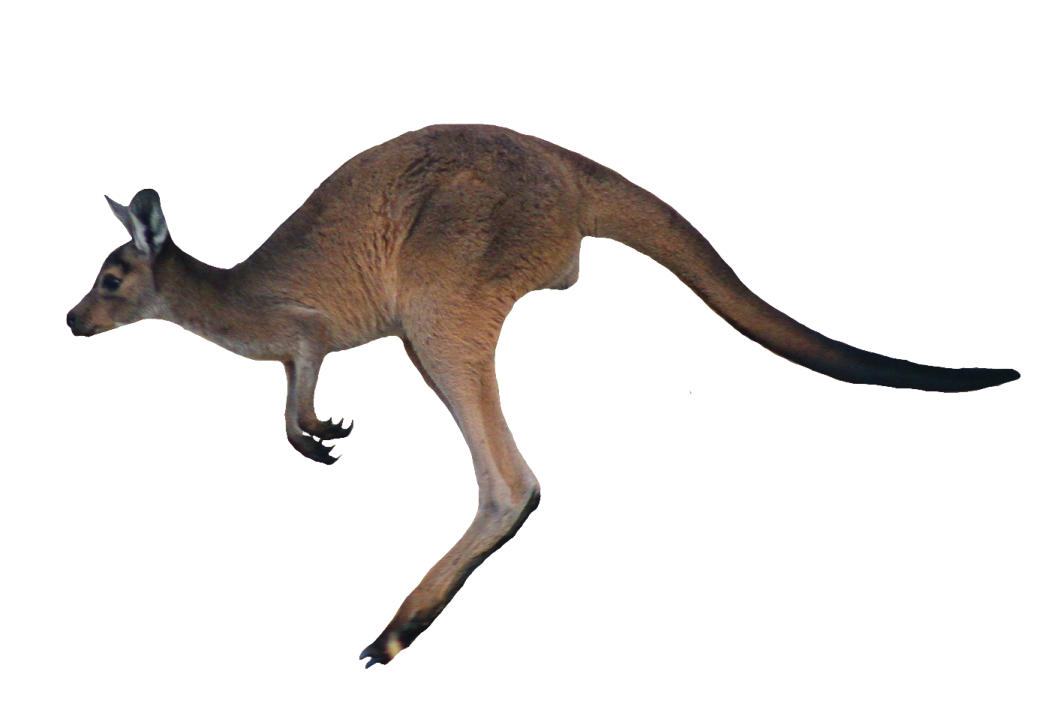 an image of a kangaroo on a white background