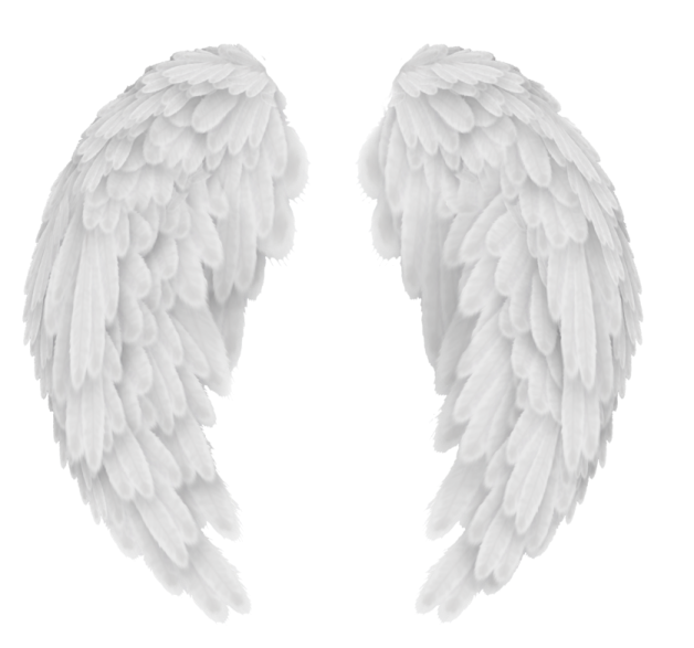 two white wings on a white background