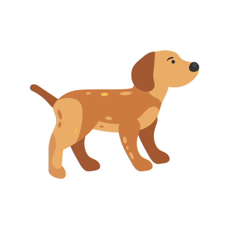 a brown dog standing on a white background