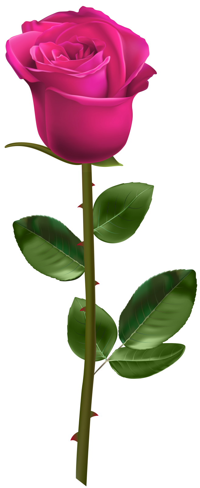 a pink rose on a white background