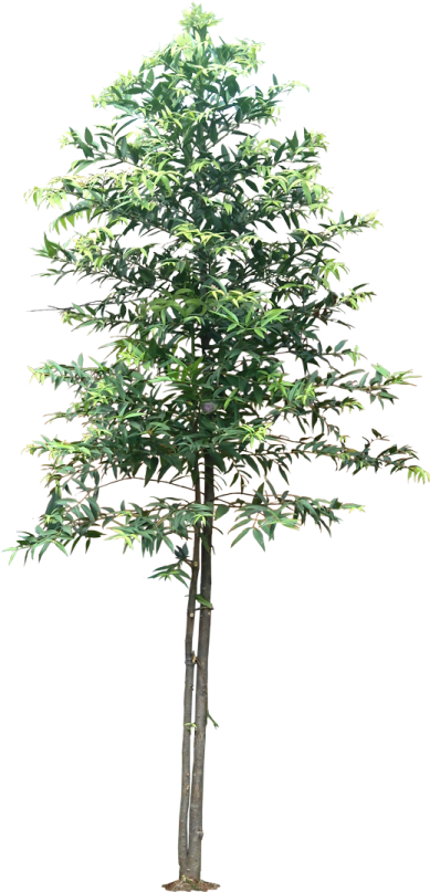 a small tree on a white background