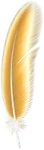 a golden feather on a white background