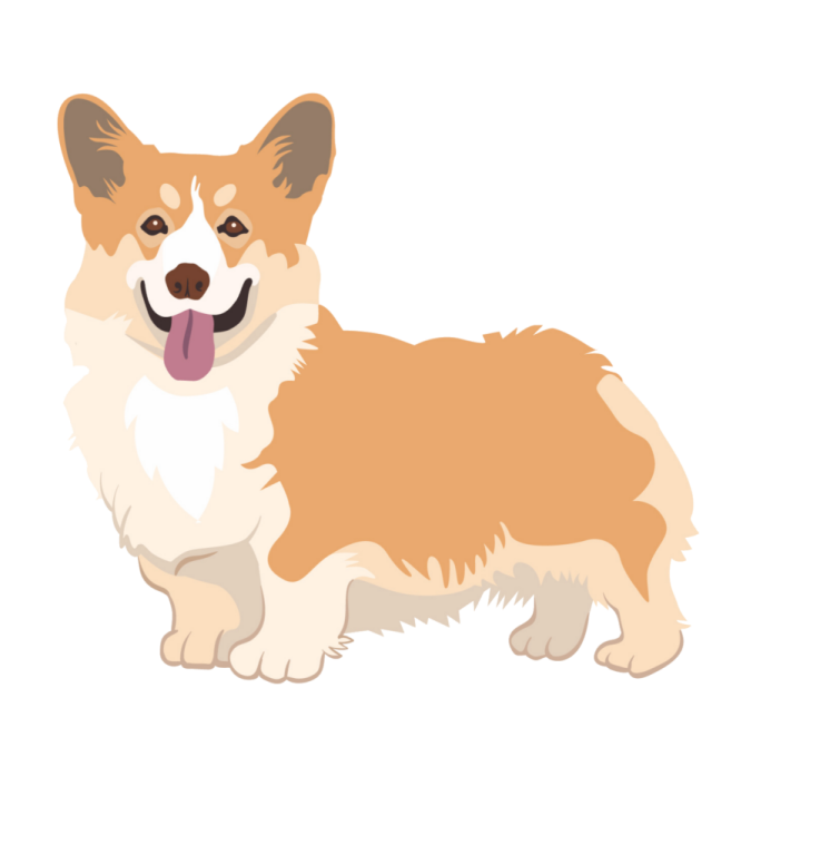 a brown and white dog with its tongue out