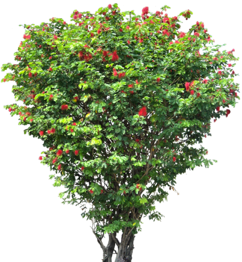 a tree with red flowers and green leaves