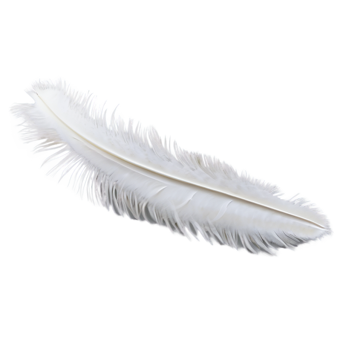 white feather on a white background