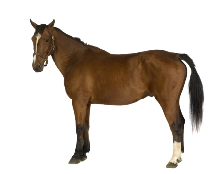 a brown horse standing in front of a white background