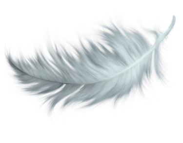a feather on a white background