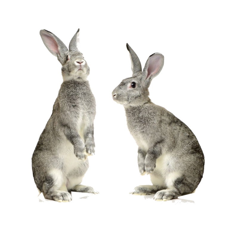 two rabbits sitting side by side