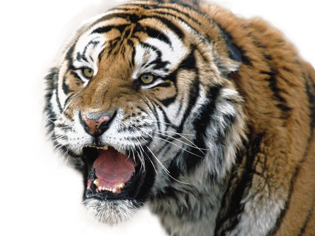 a close up of a tiger with its mouth open