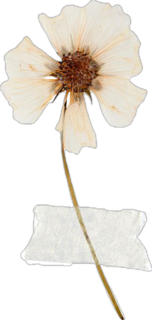 a white flower with a brown stem