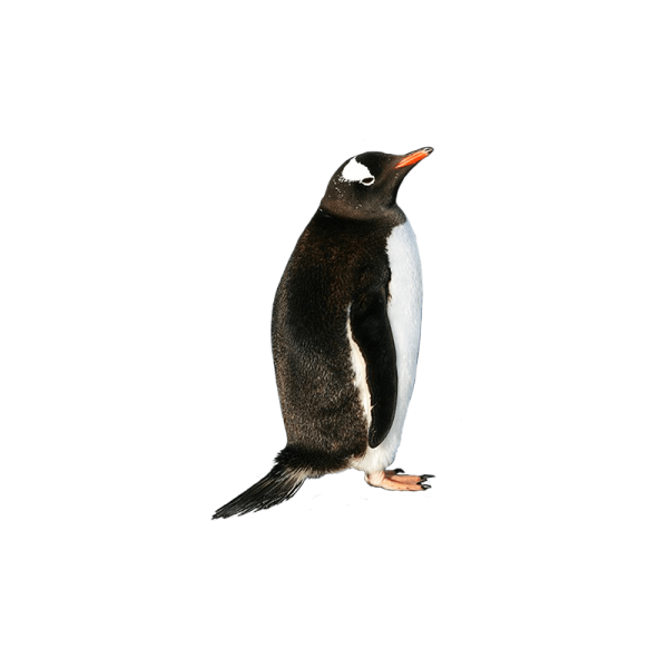 a penguin standing on top of a white surface