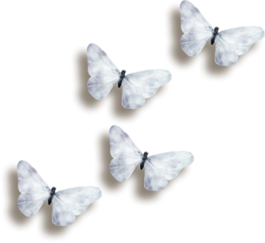 three white butterflies on a white background