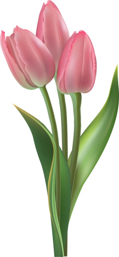 two pink tulips png