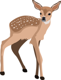 a deer standing in front of a white background