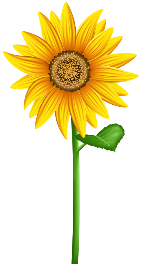 a sunflower on a white background