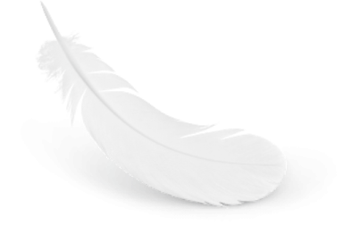 white feather on a white background