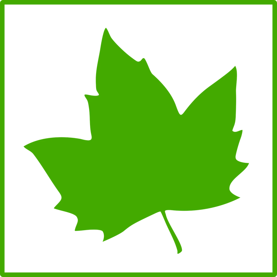 a green leaf on a white background